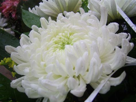 White Chrysanthemum Free Stock Photo Hd Public Domain Pictures 꽃 정원