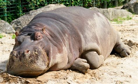 Historia Del Hipopótamo Imágenes Y Fotos