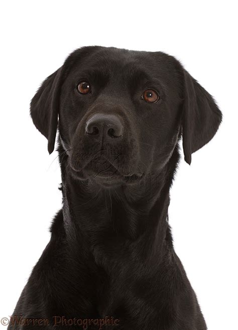 Dog Black Labrador Retriever Portrait Photo Wp45749
