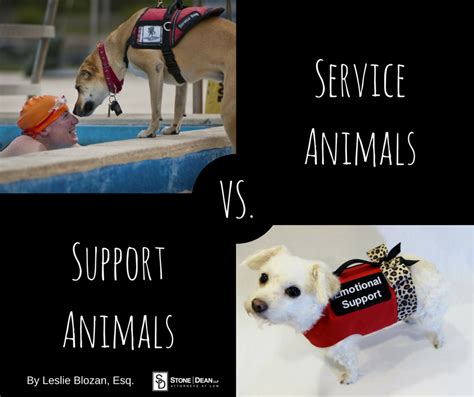 Service Animals Vs Emotional Support Animals Stone Dean Law