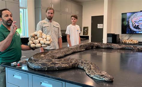 Largest Ever Burmese Python In Florida Found In Collier County Wgcu