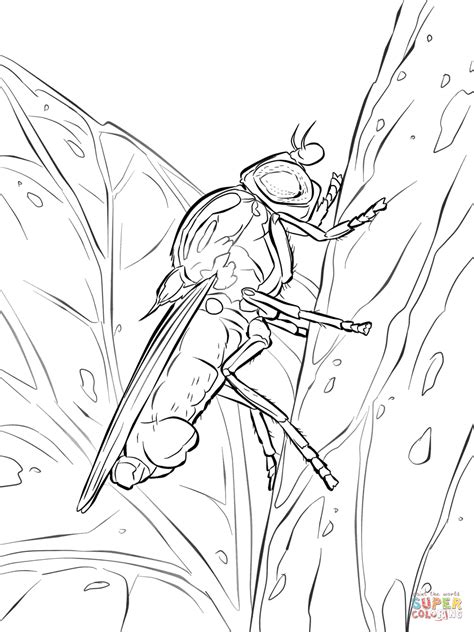 Pet supplies 1350 x 1350px 246.11kb. Yellow Swarming Fly coloring page | Free Printable ...