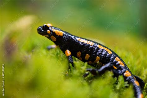 Fire Salamander Salamandra Salamandra Is The Best Known Salamander