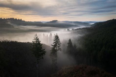 Foggy Forest Landscape In Oregon At Sunrise Stock Image Image Of