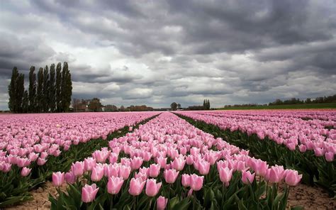 Pink Tulip Field On Cloudy Day