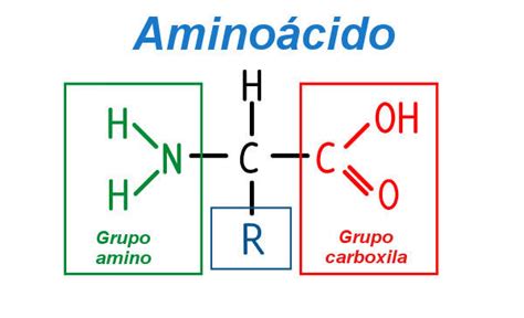 Resumo Sobre Aminoácidos E Proteínas Planejativo