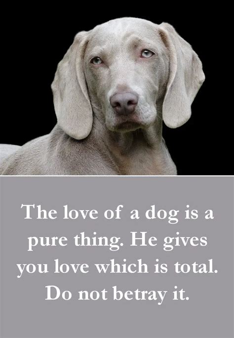 27 Beautiful Dog Quotes Some Touching Some Poignant And Some Funny