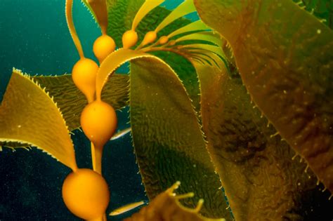 Under Ideal Conditions Giant Kelp Can Grow Two Feet Each Day Creating