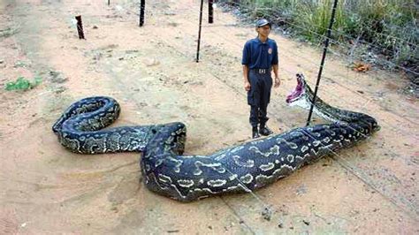 Comedy Hybrid Giant Pythons Found In Colombia Oowietv