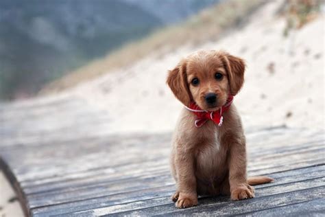 Top wallpaper 4k dog hd download. Puppy wallpaper ·① Download free cool backgrounds for ...