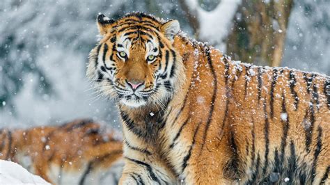 Saving The Amur Tiger BBC Earth