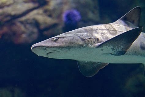 Leopard Shark Taxonomy Kingdom Animalia Phylum Chordata Flickr
