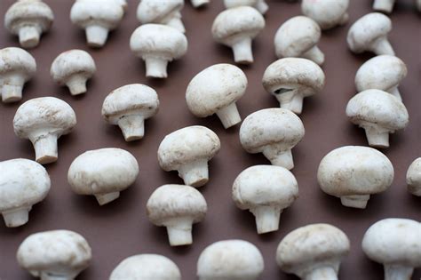 Array Of Neatly Arranged Mushrooms 8149 Stockarch Free Stock Photo
