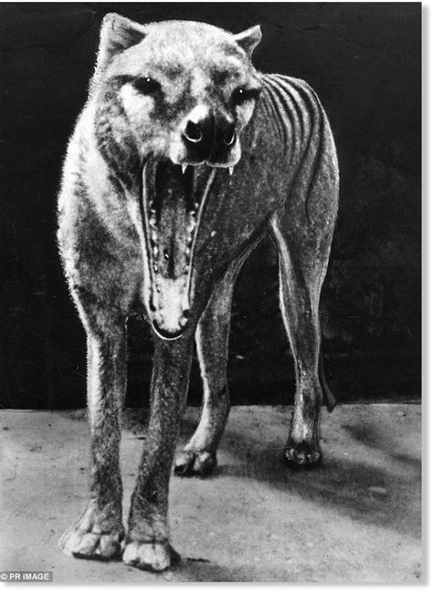 Scientists search for proof that Tasmanian tigers are living in outback Queensland, Australia 