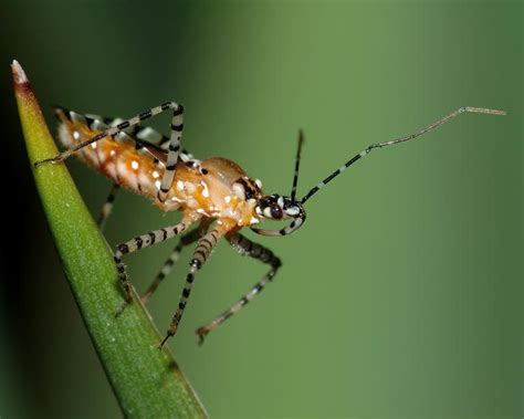 A number of small predatory bugs attack small neither pest nor beneficial. Top 10 Beneficial Garden Insects