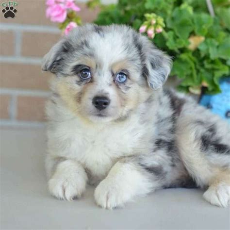 Miniature australian shepherds are easygoing, perpetual puppies that love to play. Eddie - Miniature Australian Shepherd Puppy For Sale in ...