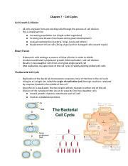 Chapter 7 Cell Cycles Docx Chapter 7 Cell Cycles Cell Growth