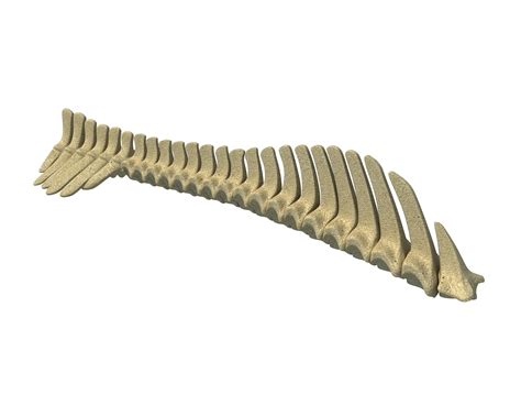 3d Animal Spine Bones Turbosquid 1171331