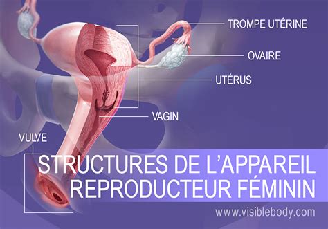 Schéma De Lappareil Reproducteur Féminin Vu De Profil