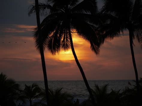 Wallpaper Palm Trees Birds Sunset Sky Calm Sea Wallpapermaiden