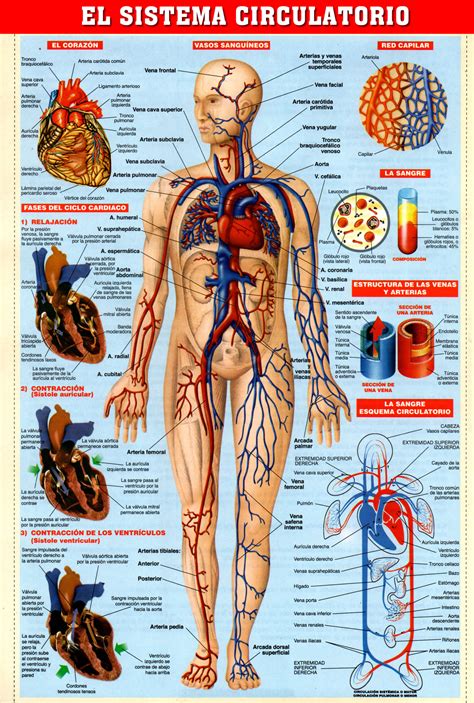 Revista Sistema Circulatorio By Wander Rosales Issuu Images
