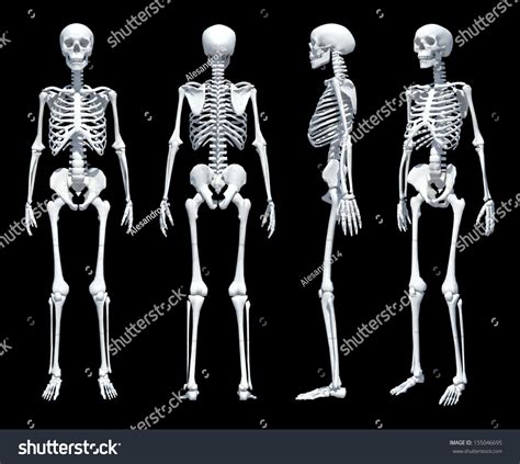 Male Human Skeleton Four Views Front Back Side And Perspective