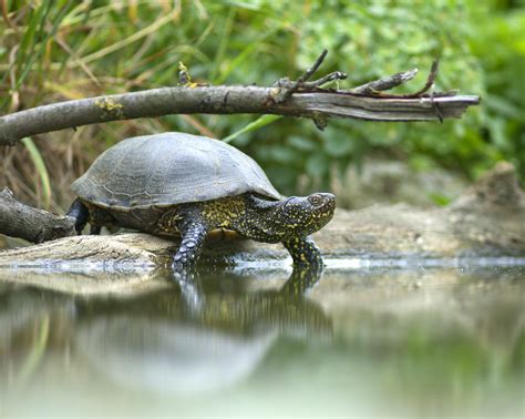 Freshwater Turtles Improve The Health Of River Systems