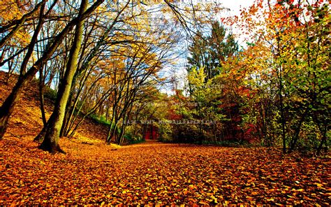 Lovely Autumn Pathway Wallpapers Wallpaper Cave
