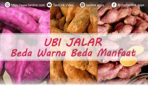 Ubi Jalar Beda Warna Beda Manfaat