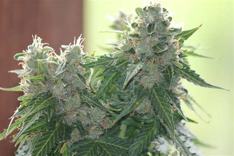 How long do led grow lights last? Why is my plant taking so long in flower? Autoflower Blue ...