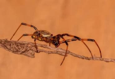 Diy termite control or diy termite treatment is a bad idea, as identifying the termites is a very important step towards successfully treating termites. Prohealth Pest Control - Residential and Commercial Pest ...