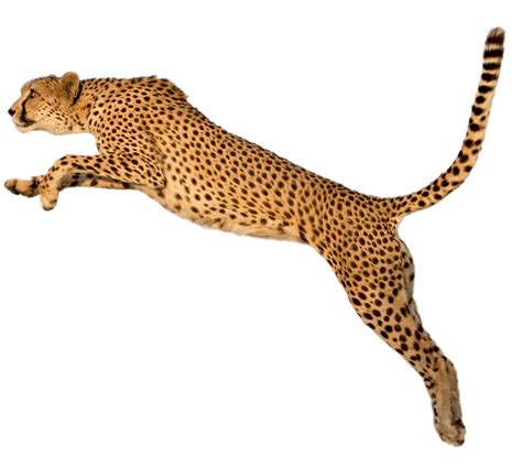 Collection Of Cheetah Hd Png Pluspng