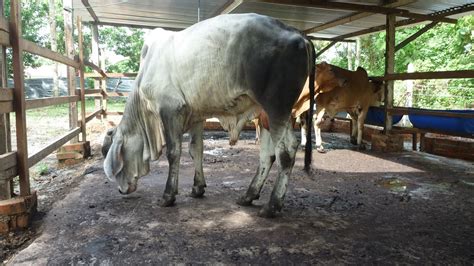 Harga buka rm 5000 (tidak termasuk kos pengangkutan) percuma urusan pas pindah antara daerah… berminat untuk dapatkan lembu ini? D' Ledang Farm & Trading: Lembu untuk jualan