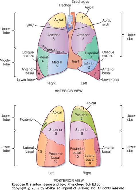 The goal of treatment is the evacuation of air (or blood) from the pleural. Lung anatomy | Human anatomy and physiology, Lung anatomy ...
