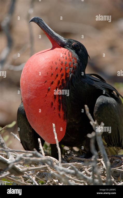 Red Bellied Frigate Is Sitting On A Nest The Galapagos Islands Birds