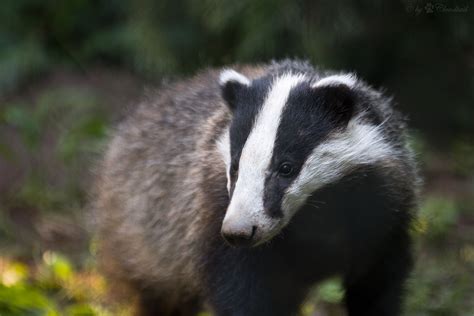 Badger Cull Update Animal Aid