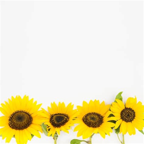 Sunflower Border Vectors Photos And Psd Files Free Download
