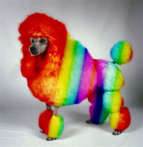 Rainbow Toy Rainbow Colors Bright Colors Colours Puppy Pictures