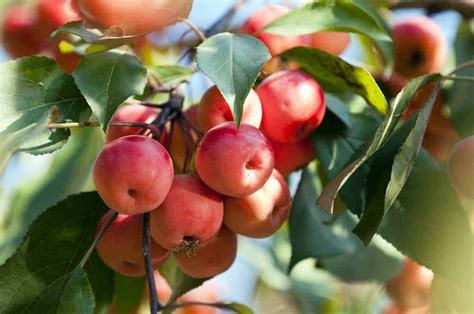 The Total Guide To Growing And Caring For A Crabapple Tree In 2020