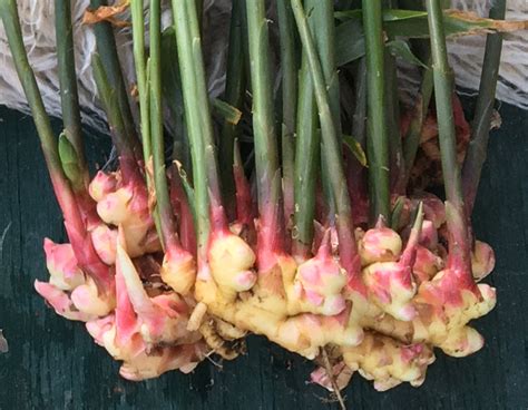 Growing Ginger