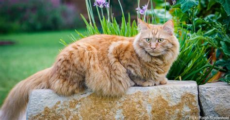 Maine coons make excellent family pets, but they require good care to stay happy and healthy.2. 10 Things We Didn't Know About Our Rescued Maine Coons ...