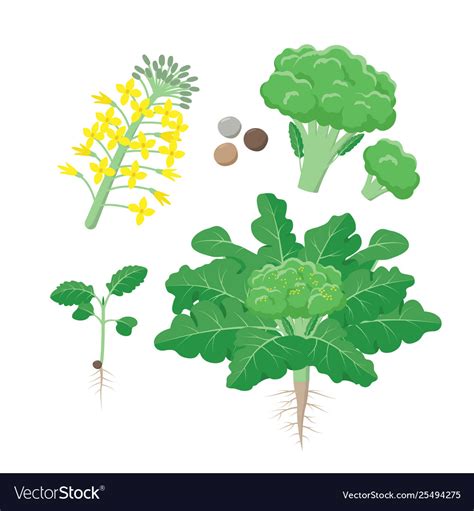 Broccoli Plant Life Cycle Growing Stages Set Vector Image