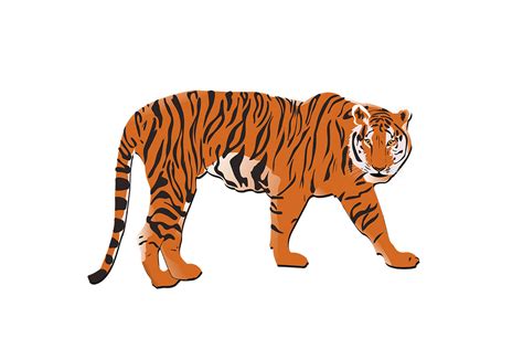 Tiger Vector Art Grafika Przez T Shirt Store · Creative Fabrica