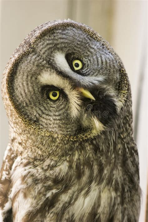 Bearded Owl Strix Nebulosa Stock Photo Image Of Cinereous 97591586