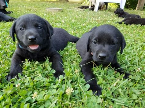 The labrador retriever is also the most popular purebred dog in america for the 21st straight year. Labrador Retriever puppy dog for sale in Reelsville, Indiana