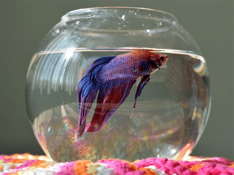 Betta Fish Vertical Death Hang Top 4 Causes And Remedies
