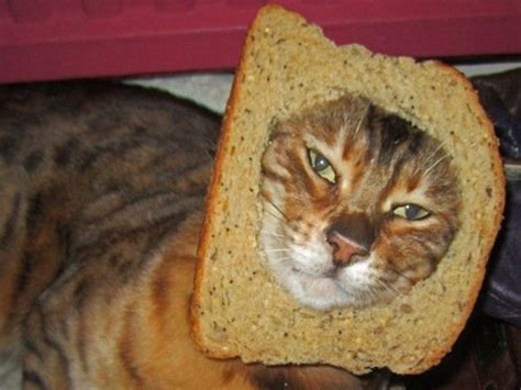 A Funny Gallery Of Breaded Cats Kittens Cutest Kittens Funny