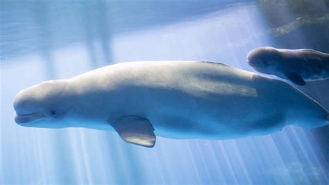 Help Name The Shedd Aquariums Baby Beluga Whale Nbc Chicago