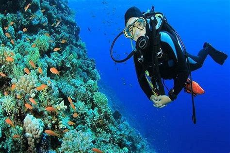 Sharm El Sheikh Red Sea Scuba Diving Day Trip Triphobo