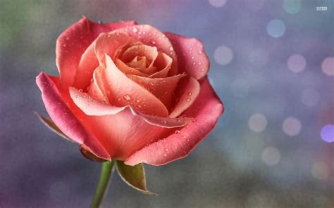 Stunning Pink Rose Photo Super Pink Rose 2805